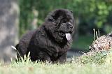 CHOW CHOW 371